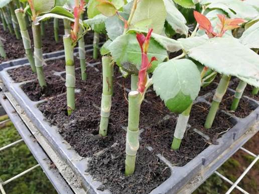 微信图片_20190810214822